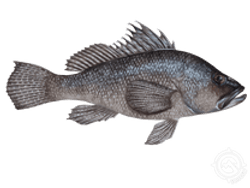 Black Sea Bass