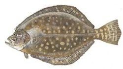 Southern Flounder